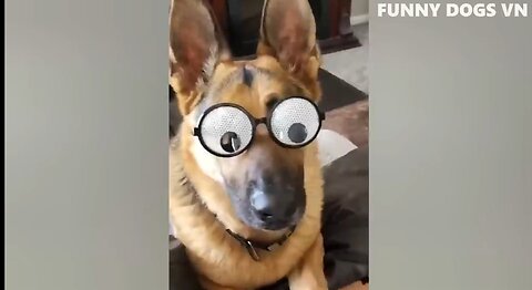 Dogs funny 😂 🤣 🤣 😂 😂 videos