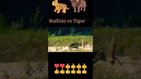 Buffalo vs Lion 🦁#shorts #shortvideo #youtubeshorts