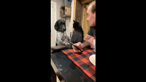 GSP and Kitty Wrestling