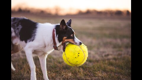 Dog playing with his ball