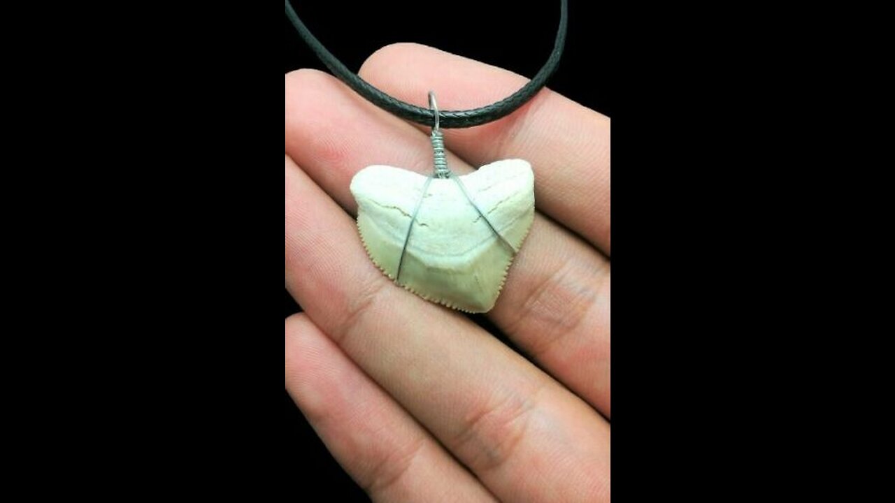 Squalicorax pristodontus Extinct Shark Tooth Necklace