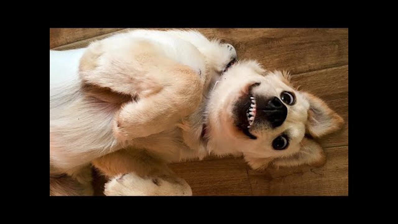 🤣Funny Dog Videos 2022🐶 It's time to LAUGH with Dog's life.