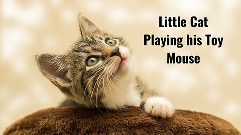 Little Cat Playing His Toy Mouse