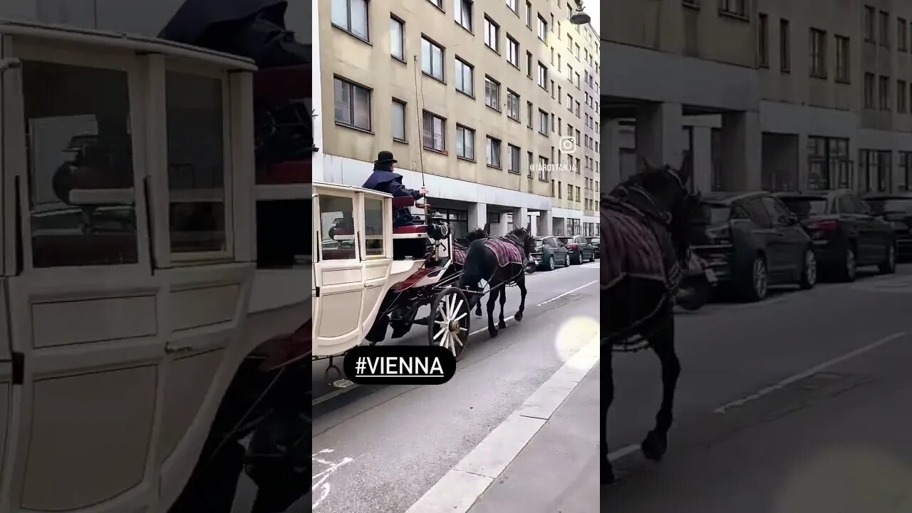 FIAKER WIEN #fiaker #shorts #horses #horsecarriage #vienna #austria