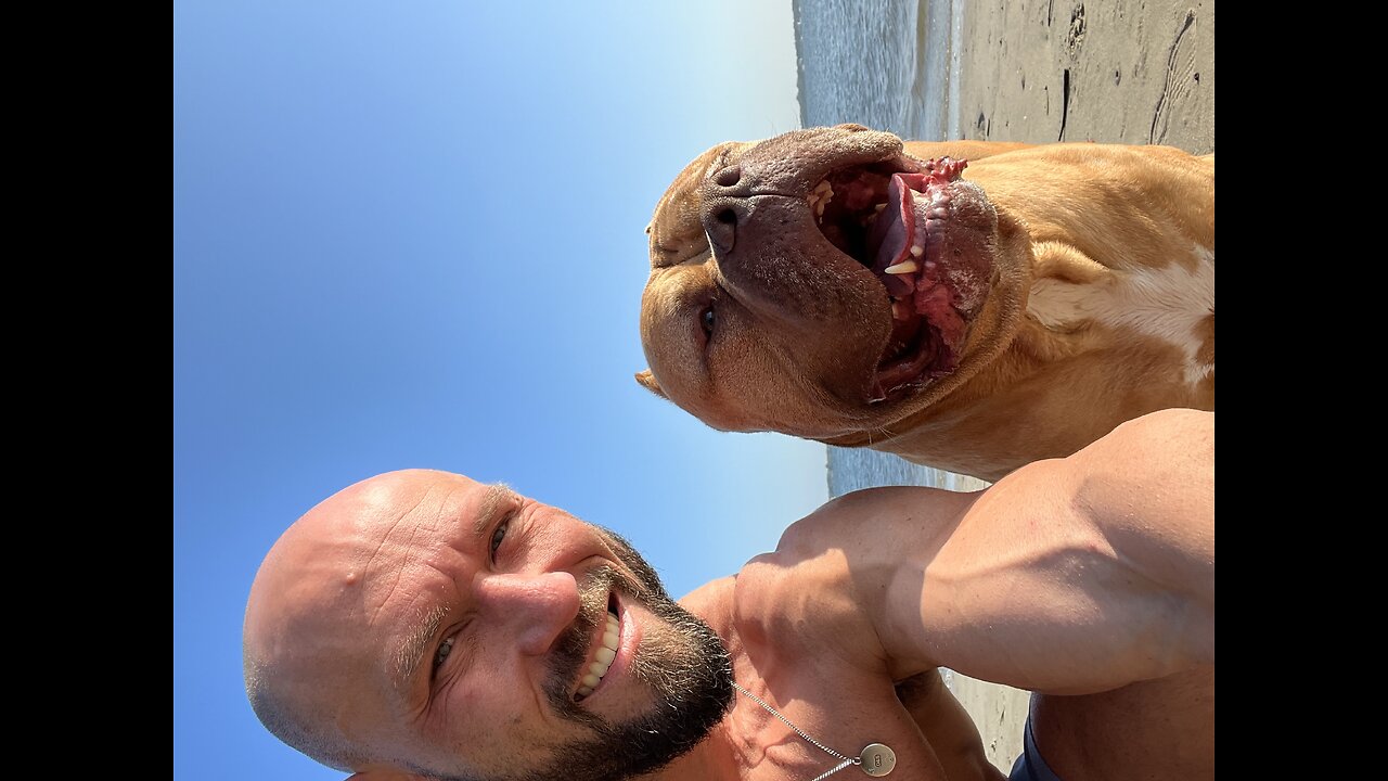GIANT Pit Bull ZOOOOMIES!!! 🦁☀️🤗
