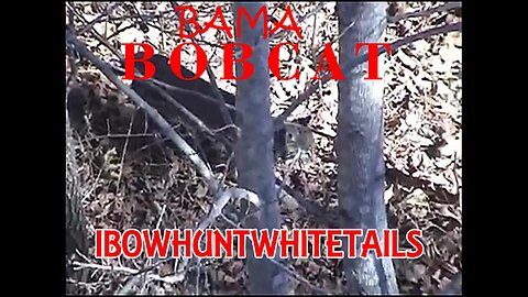 4. Bama Bobcat