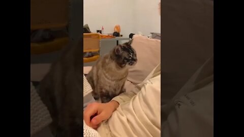 12_compilações de vídeos fofos e engraçados de gatos e cachorros. #shorts