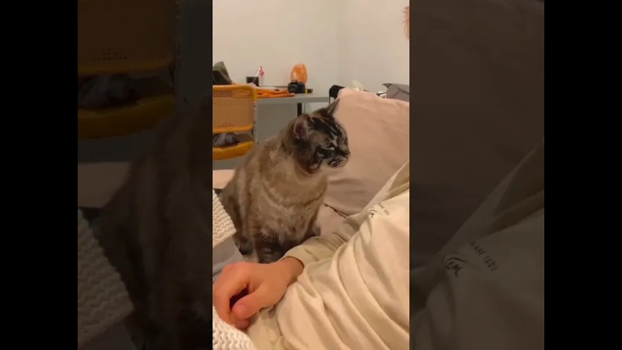 12_compilações de vídeos fofos e engraçados de gatos e cachorros. #shorts