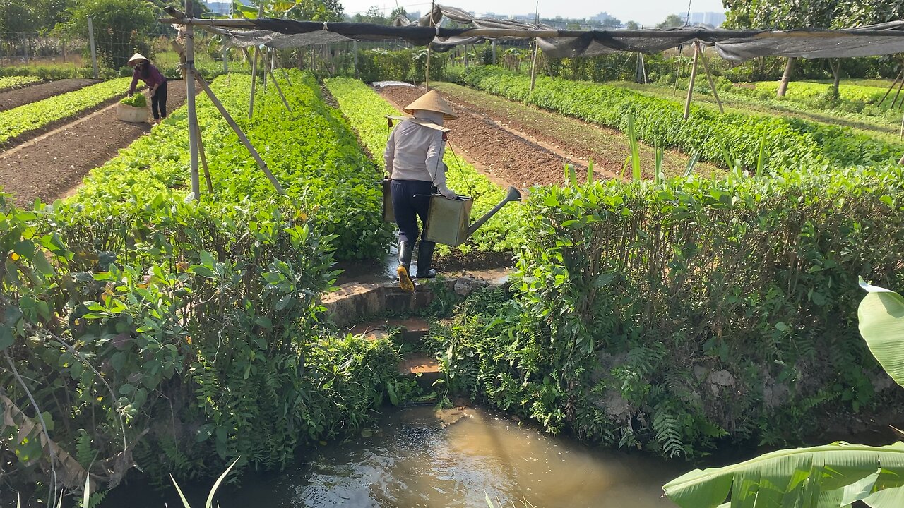 Traditional Vietnamese Watering the Garden