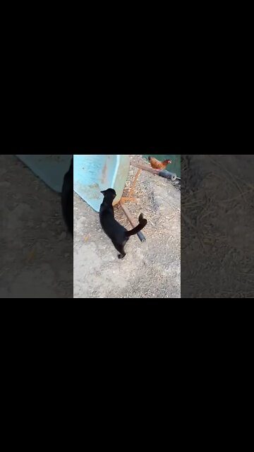 Black Cat, P2, Chook chook, Bantam Rooster and some Ducks