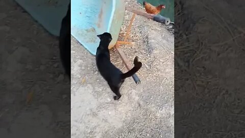 Black Cat, P2, Chook chook, Bantam Rooster and some Ducks