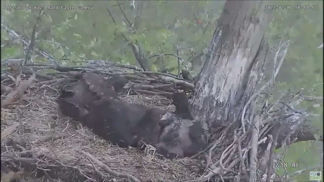 Hays Bald Eagles Nest bad Storm Mom comes in to protect 5322 1810