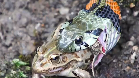 The snake is eating the frog