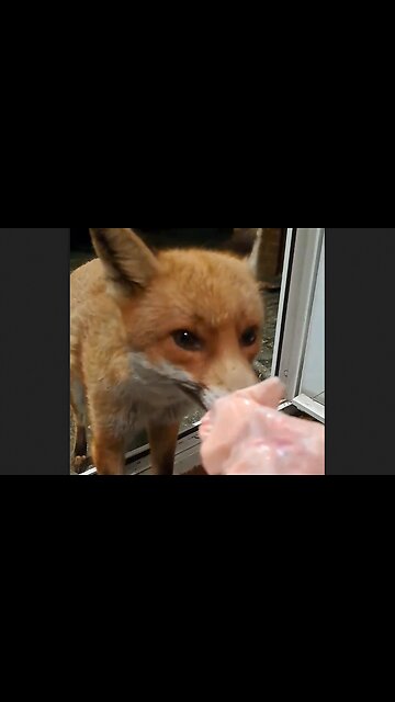 Lady Feeds Foxes & Sometimes They Just Want Attention - HaloEnt