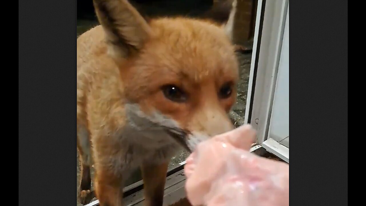 Lady Feeds Foxes & Sometimes They Just Want Attention - HaloEnt