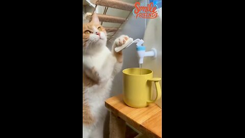 Funniest Cats & Dogs Videos🐶😹