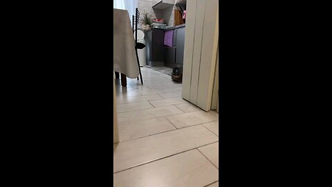 funny cat