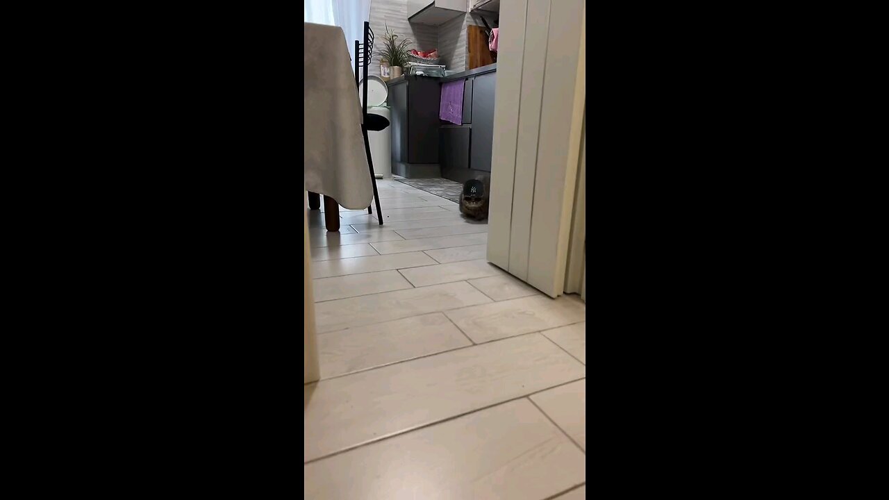 funny cat
