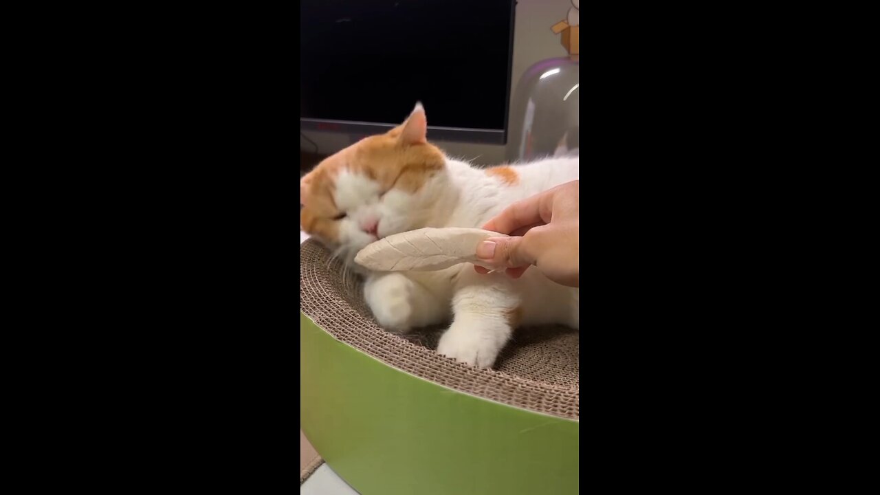 Crazy Funny Cate