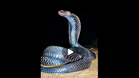 Shesh nag snake Life of Sheshnag