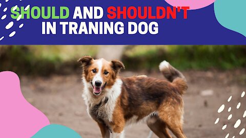 Should And Should Not In Traning Dog