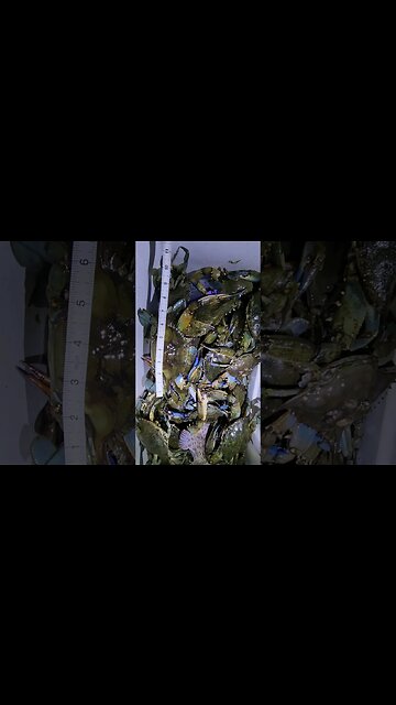 All 6 to 7 Inches JUMBOES! #bluecrab