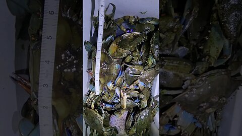 All 6 to 7 Inches JUMBOES! #bluecrab