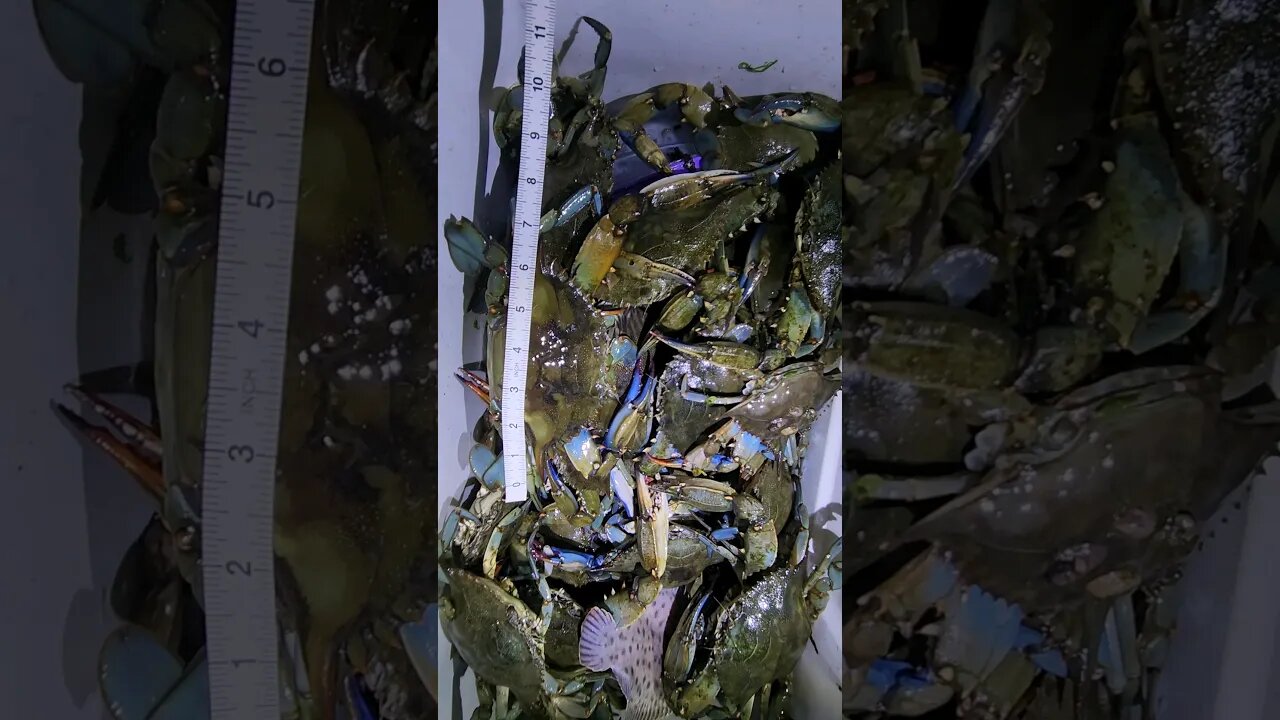 All 6 to 7 Inches JUMBOES! #bluecrab