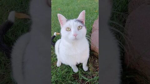 Met a Cool Cat Outside and He Meowed at Me
