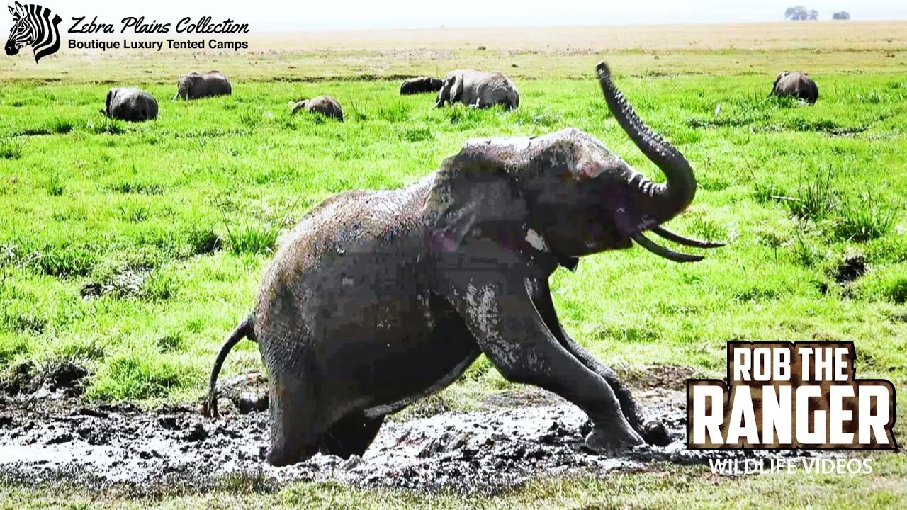 Amboseli Elephant Playing In Mud | Zebra Plains Safari