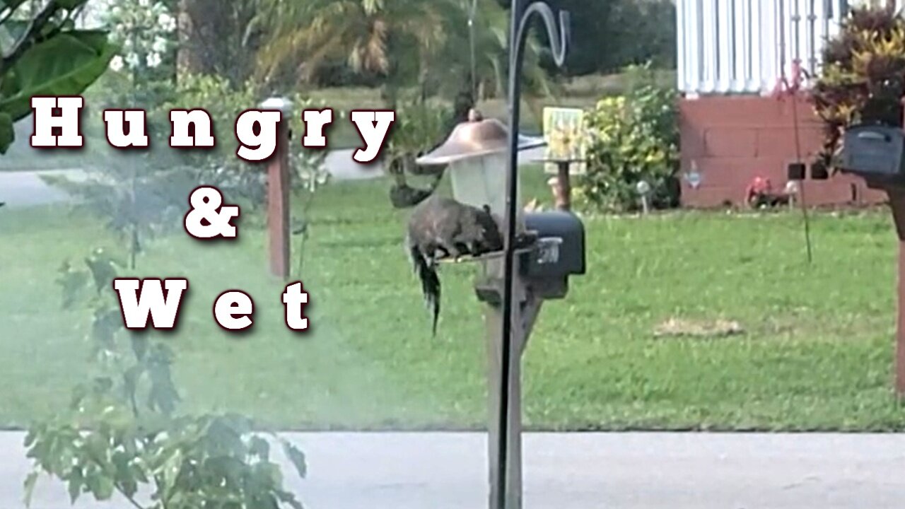 Extremely Hungry Squirrel Getting Soaked From Sprinklers