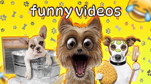 Animaux les plus drôles 2023 😂 Vidéos drôles de chats et de chiens 😺🐶