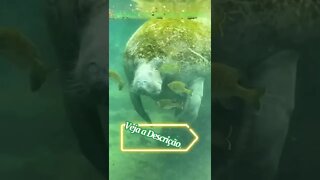 ELEFANTE MARINHO GORDÃO #shorts #planetaanimalshorts #animals