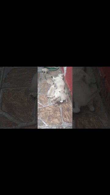 Diana e seus Filhotes