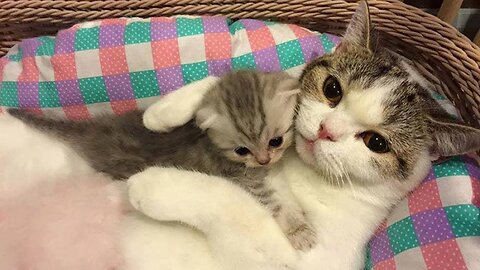 Mother cat protects her kitten