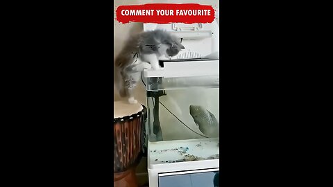 Cats Doing Cat Things.