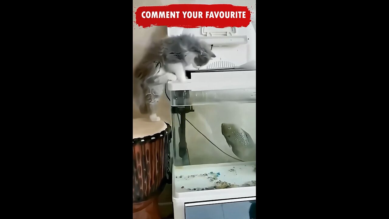 Cats Doing Cat Things.