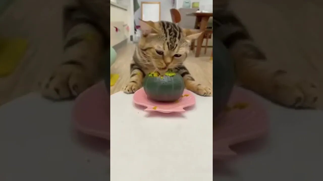 Funny Cat loves to eat ? #shorts #funnycatnoises #food