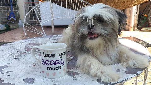 A Nice Morning Coffee with My Shih Tzu Dog