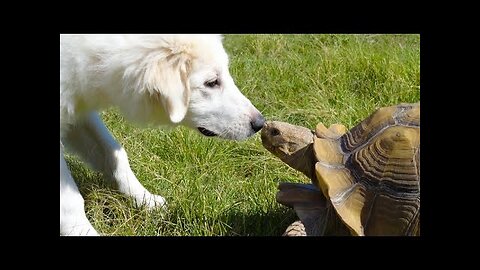 FunniestAnimalsVideoFunnyDogsAndCatsTryNotToLaughAnimals2022