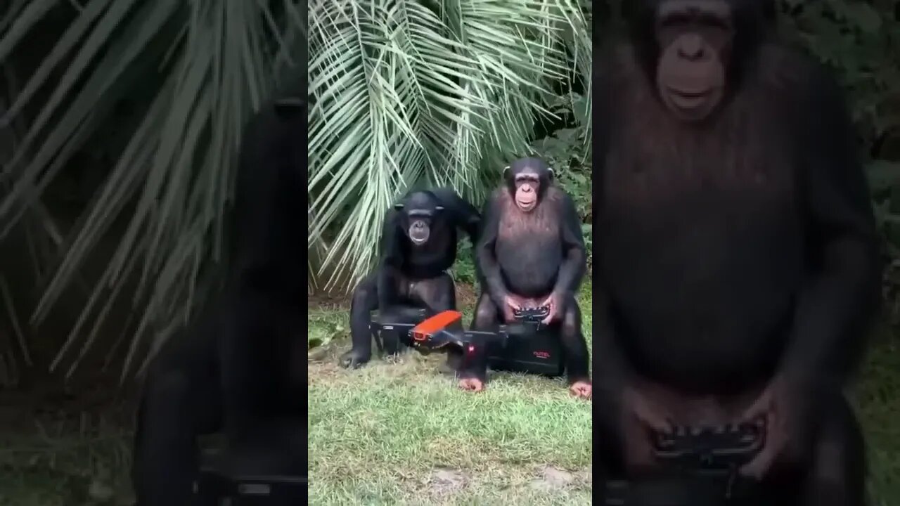 macaco pilotando 😲😲