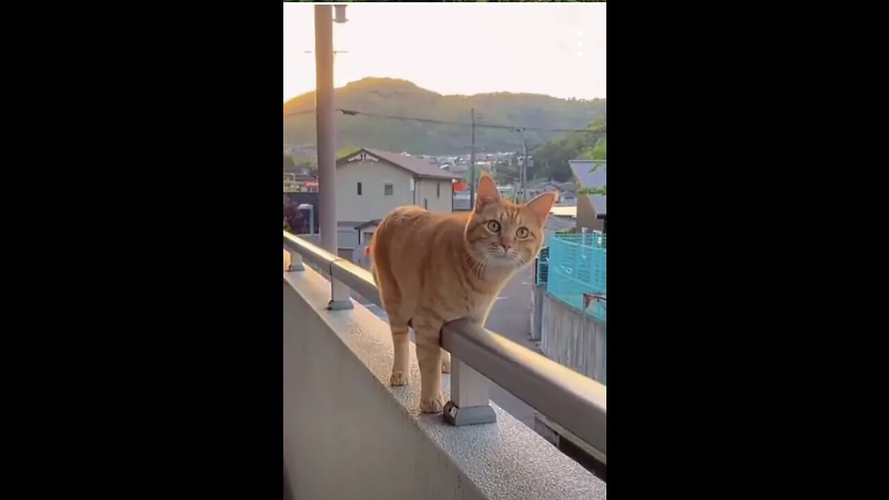 Funny animals 2023 &3 - Funny cats and dogs videos TR P-44 #shorts