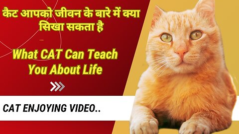 CAT आपको जीवन के बारे में क्या सिखा सकता है ..!!! 10 Little Known Facts About CAT.