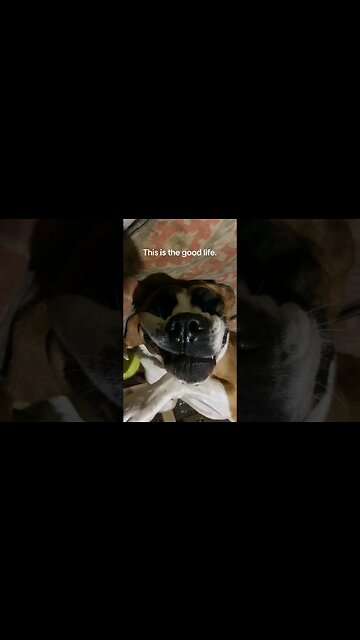 Clyde is always upside down or in weird positions. #dog #doglover #greatdane