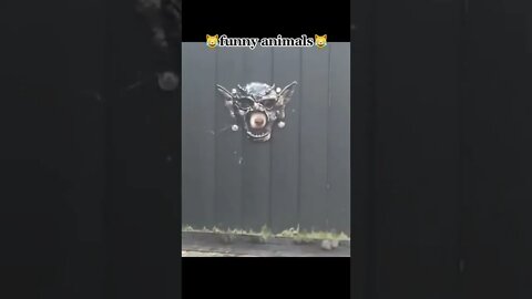 Funny videos with animals