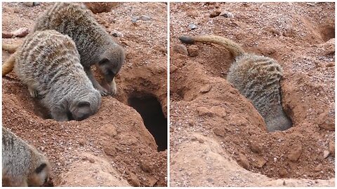 “Meerkat Construction Crew: Digging Their Way to a New Home!” 😃 #wildlife #viralvideos #rumble