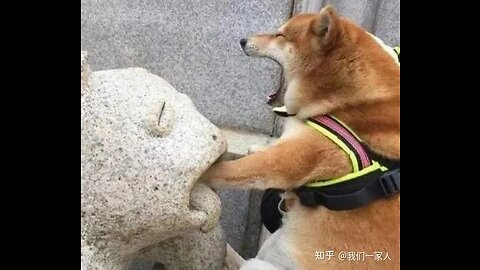 Stupid Dog Collection