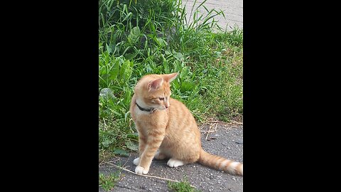 Playful ginger kitten
