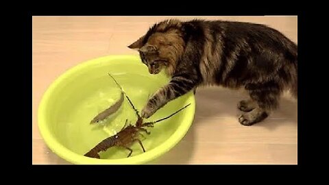 funny cats and dogs,cat,dog, funny animals