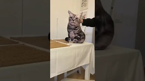 Cute pet